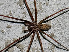 Giant House Spider